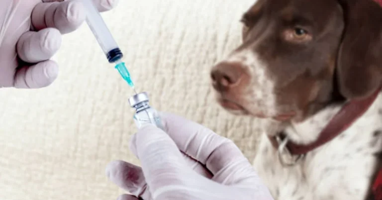 Bordetella Vaccine