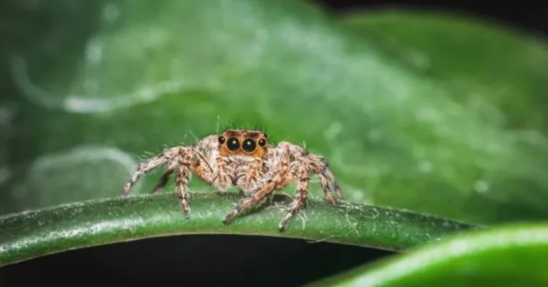 Jumping Spiders