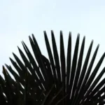 Porcupipe