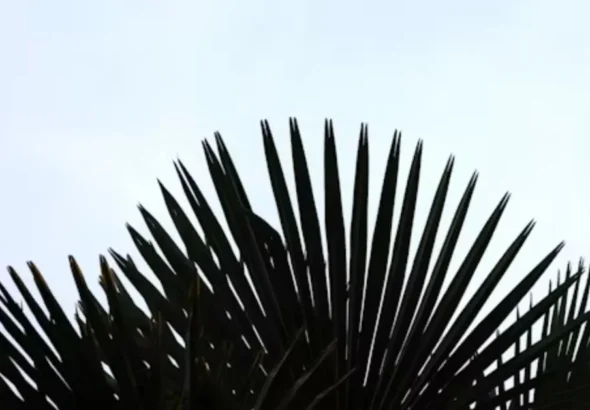 Porcupipe