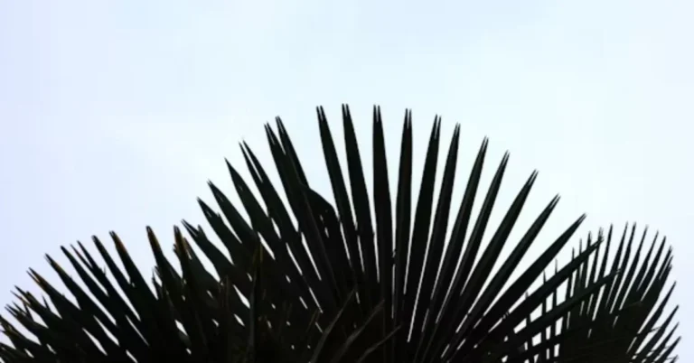 Porcupipe