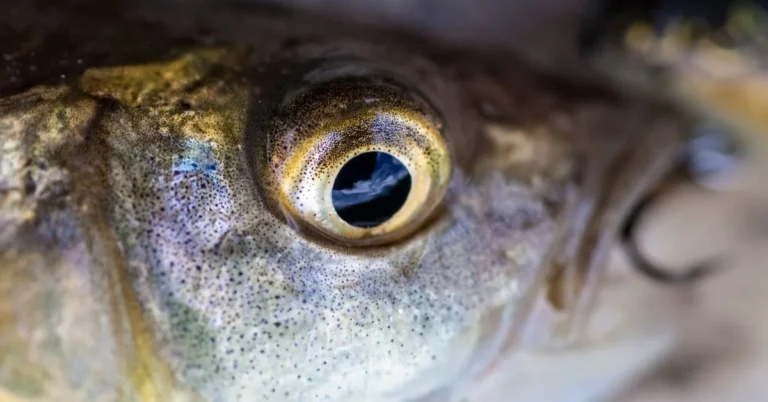 Fish Eyes