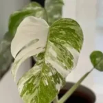 Monstera Albo