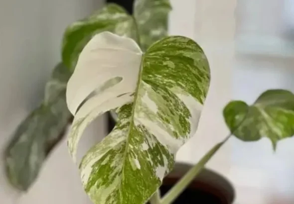 Monstera Albo