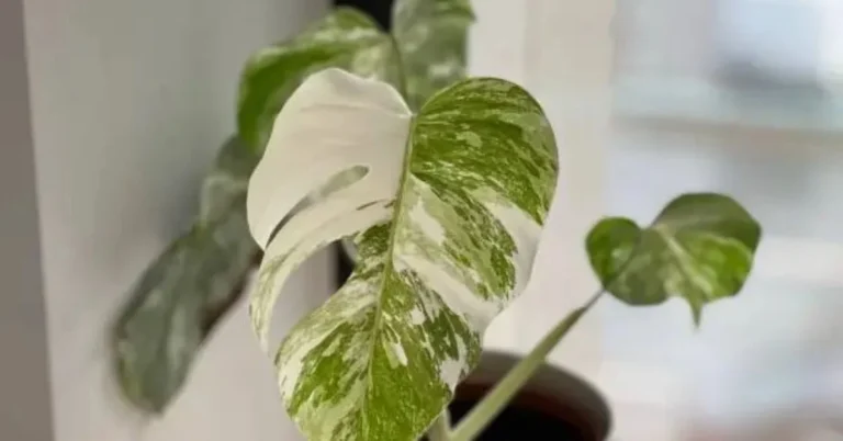 Monstera Albo